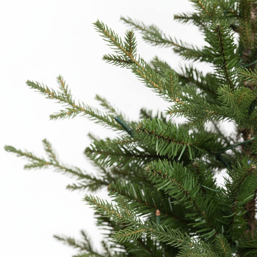 Potted Vail Valley Pine Christmas Tree