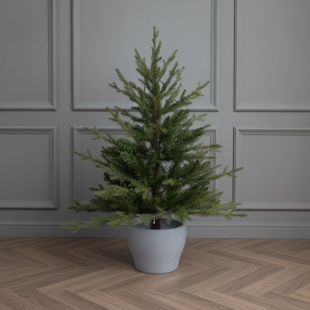 Potted Vail Valley Pine Christmas Tree