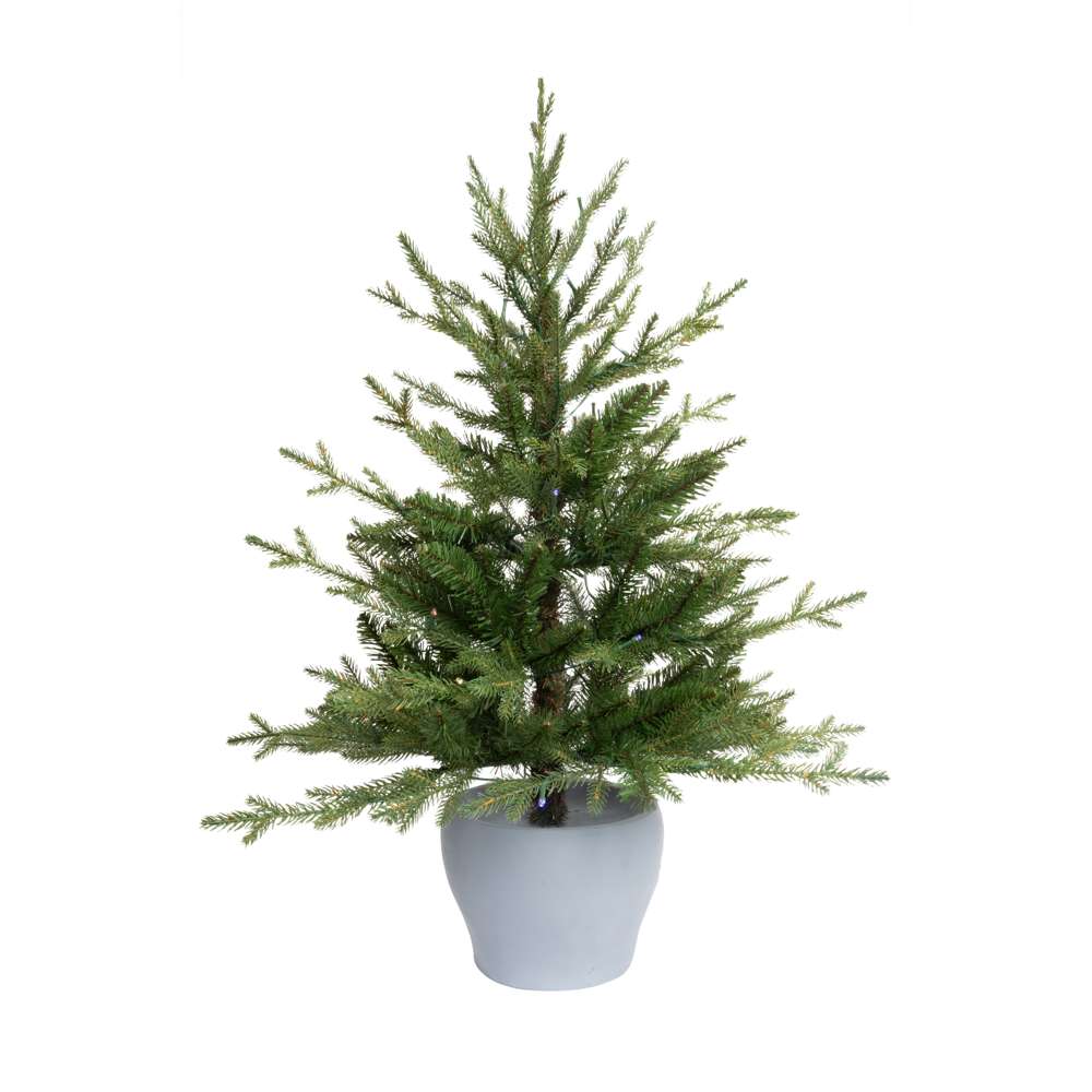 Potted Vail Valley Pine Christmas Tree