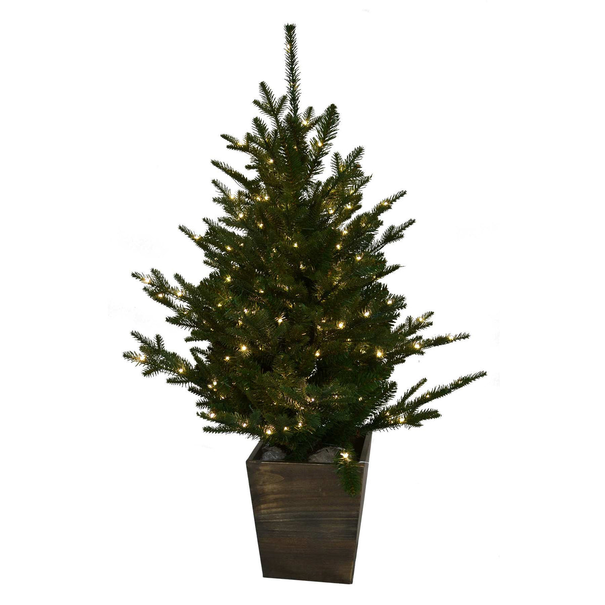 Potted Vail Valley Pine Christmas Tree