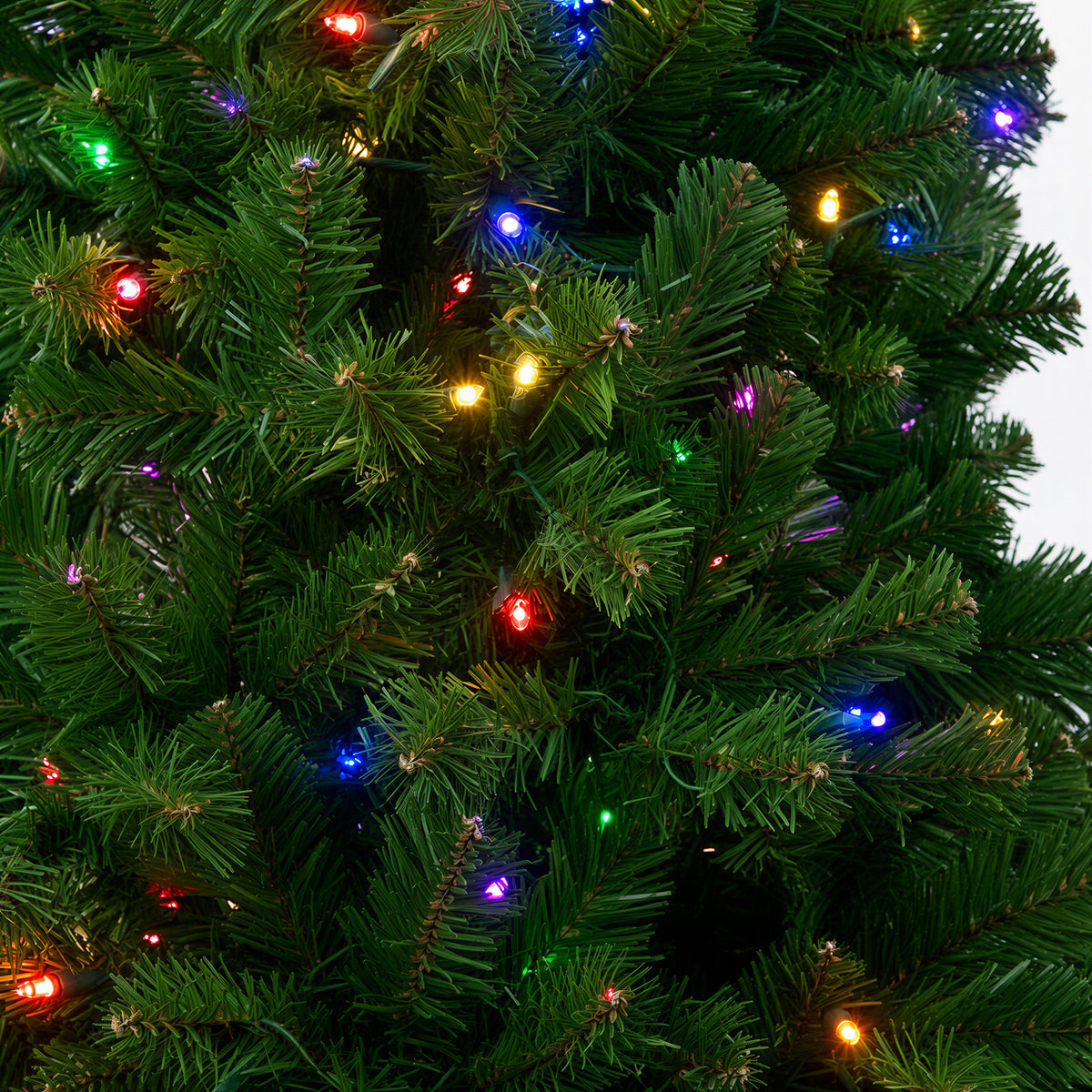 Olympia Pine Potted Christmas Tree