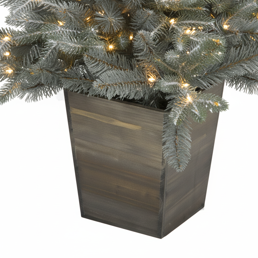 Silver White Pine Potted Christmas Tree