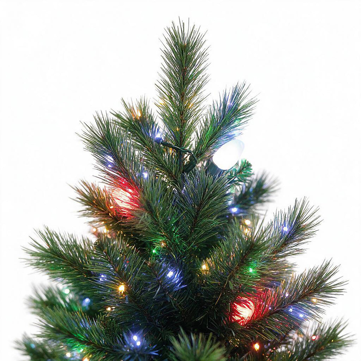 Douglas Fir Potted Christmas Tree