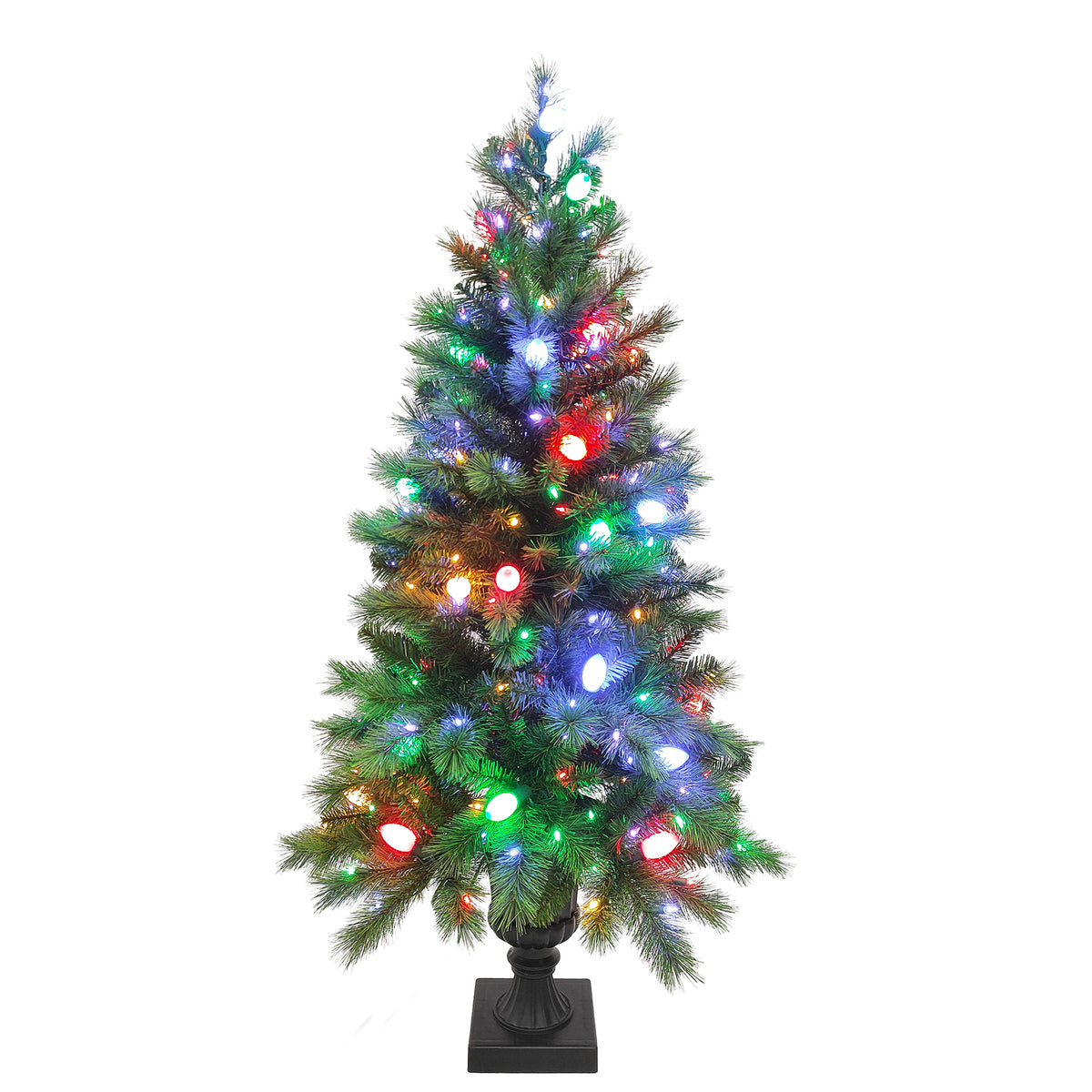 Douglas Fir Potted Christmas Tree