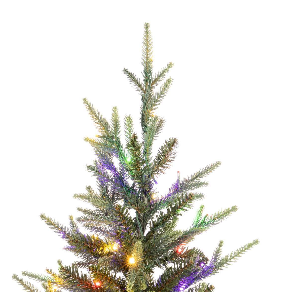Maclura Potted Christmas Tree
