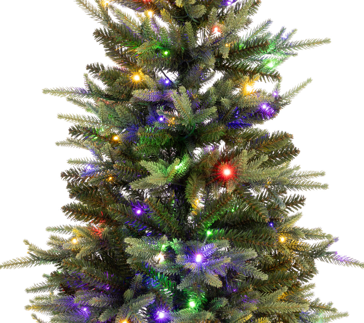 Maclura Potted Christmas Tree