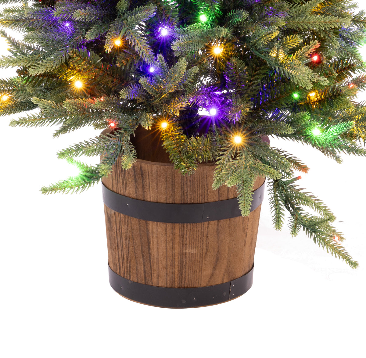 Maclura Potted Christmas Tree