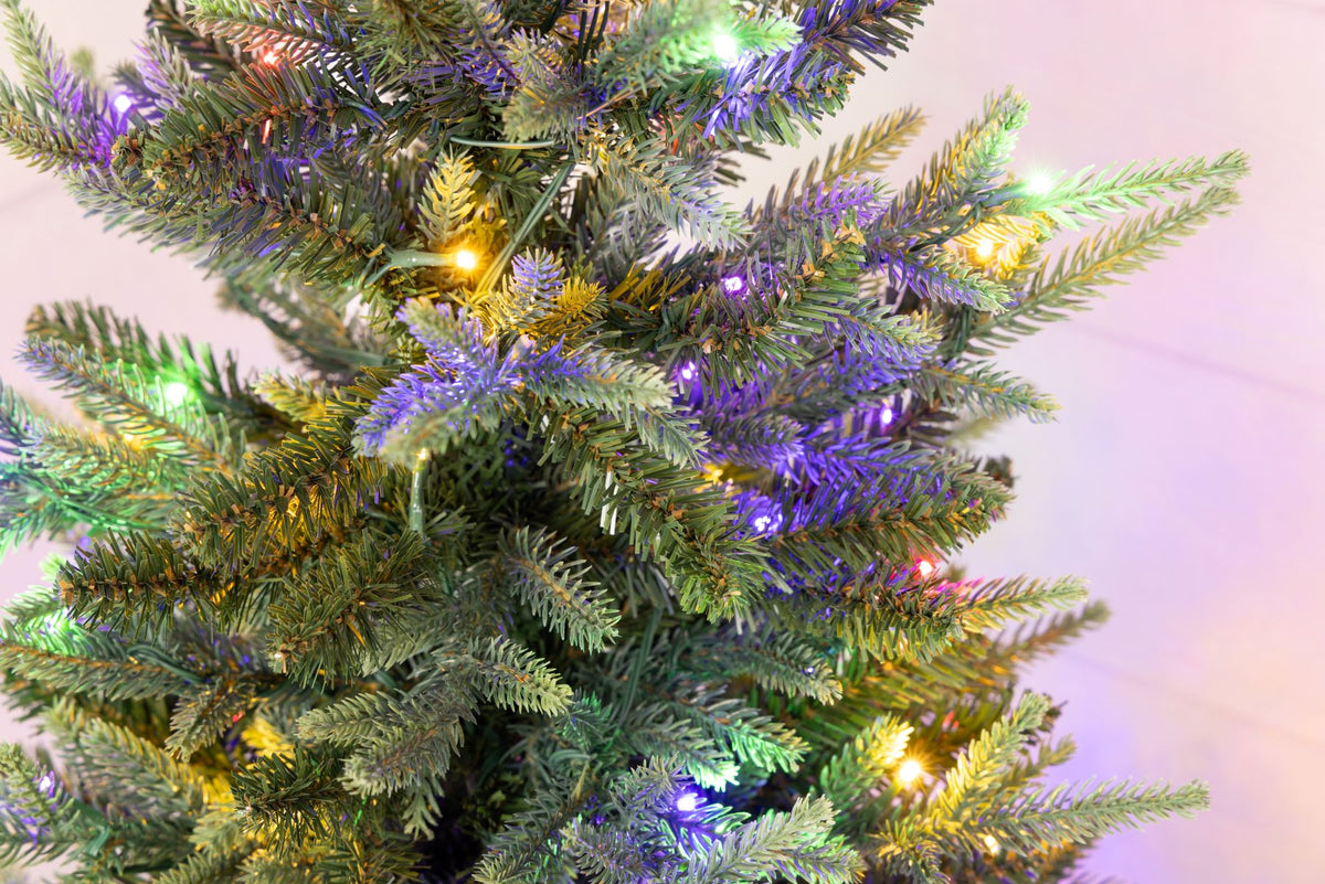 Maclura Potted Christmas Tree