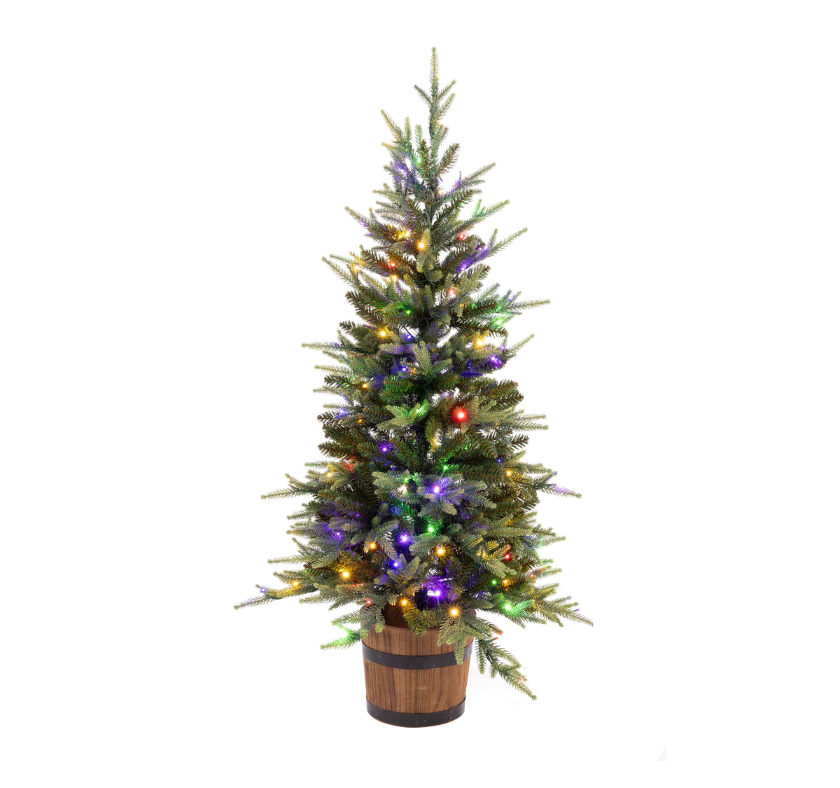 Maclura Potted Christmas Tree