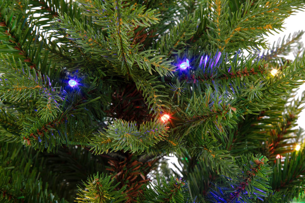 Potted Fraser Fir Christmas Tree