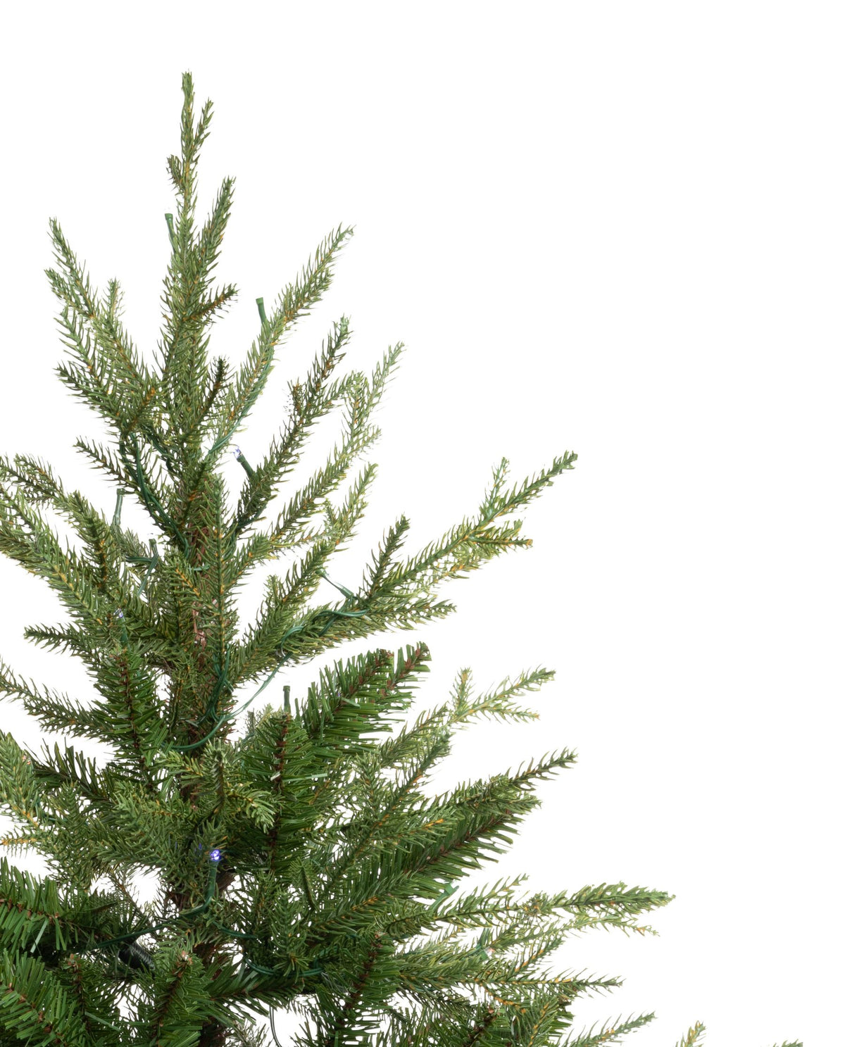 Potted Fraser Fir Christmas Tree