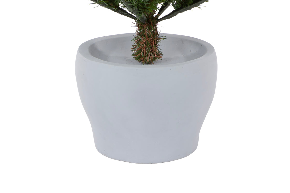 Potted Fraser Fir Christmas Tree