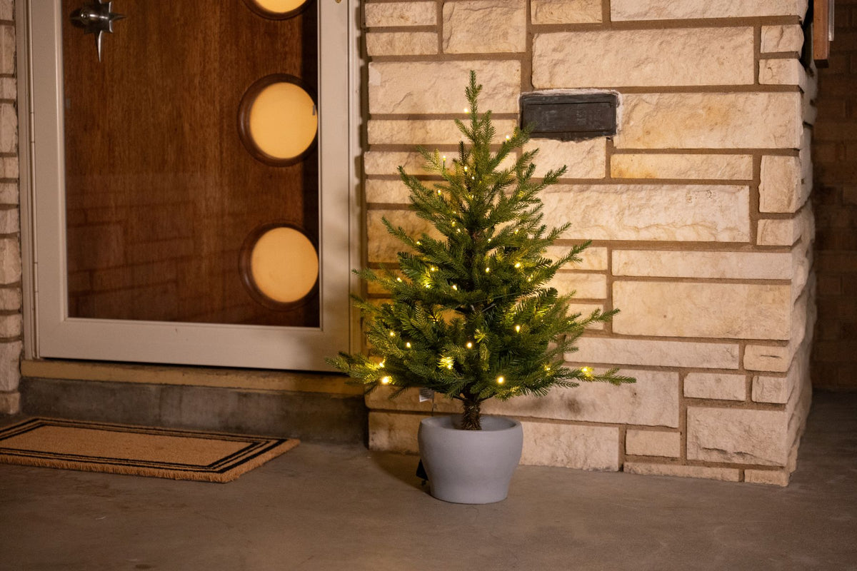Potted Fraser Fir Christmas Tree