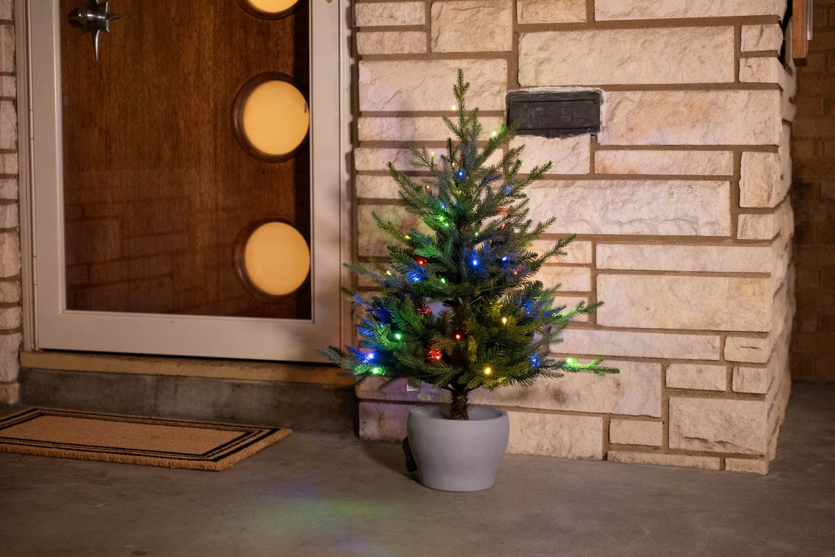 Potted Fraser Fir Christmas Tree
