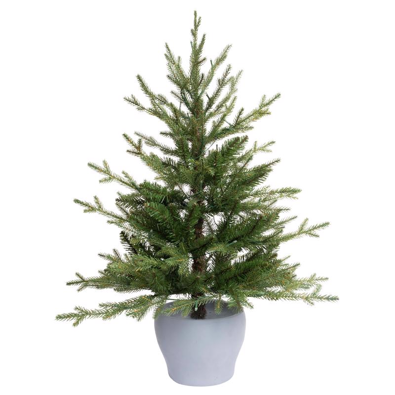 Potted Fraser Fir Christmas Tree