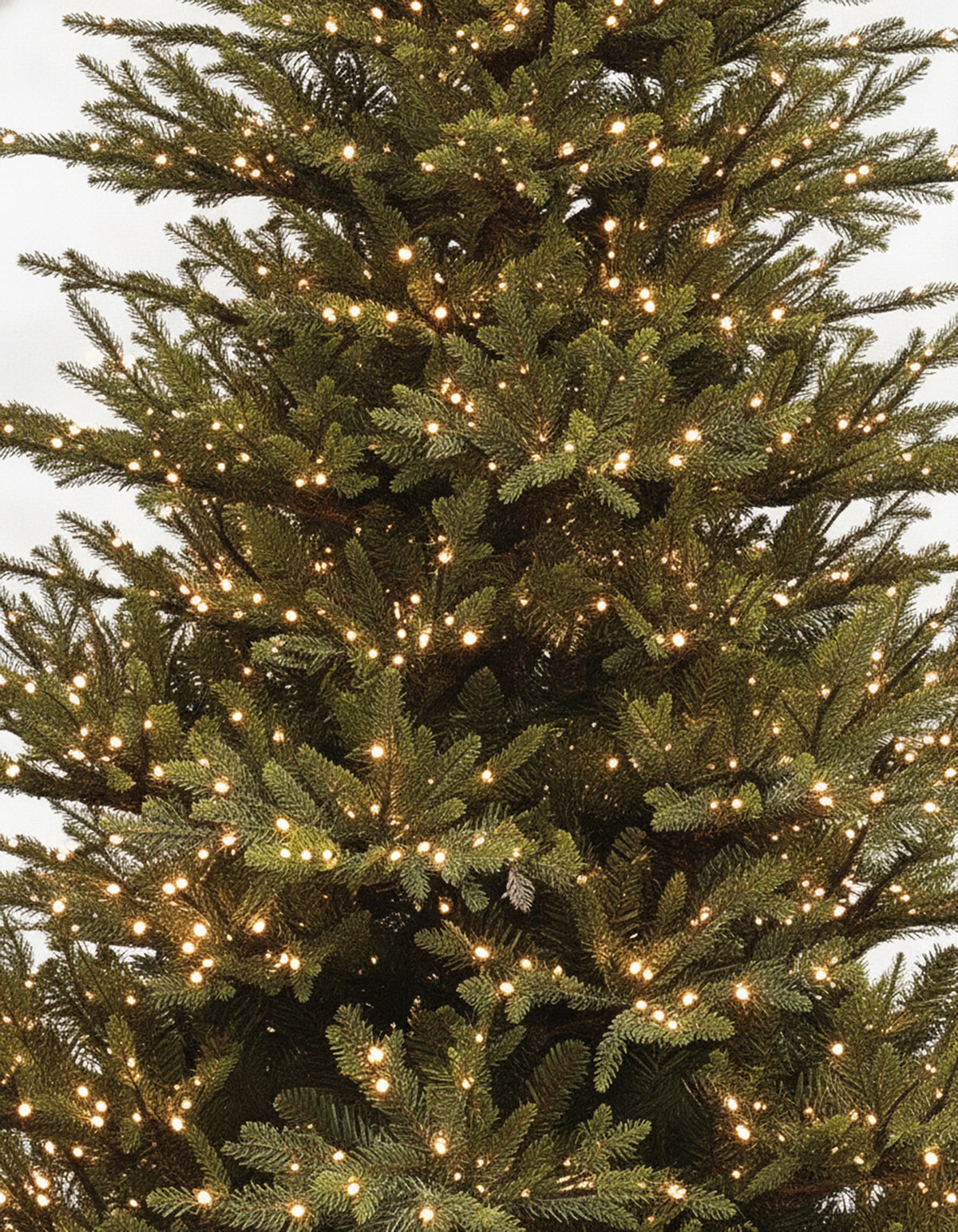 Starry Light Northern Fraser Christmas Tree