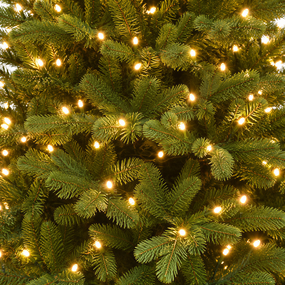Northern Balsam Fir Christmas Tree