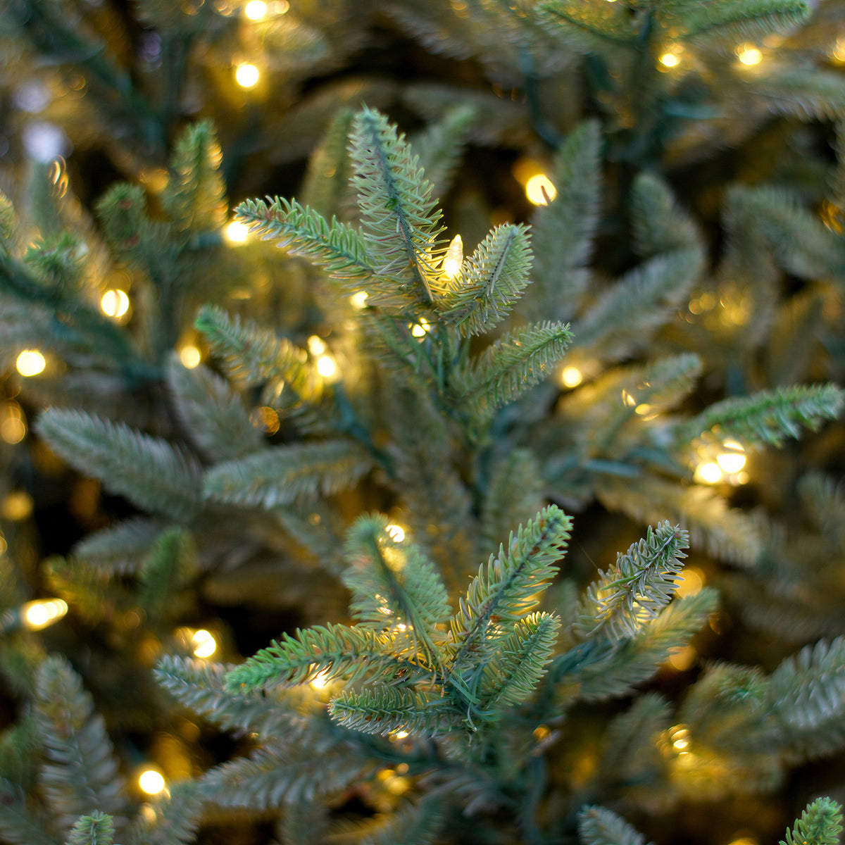 Carolina Fraser Mid-Full Christmas Tree