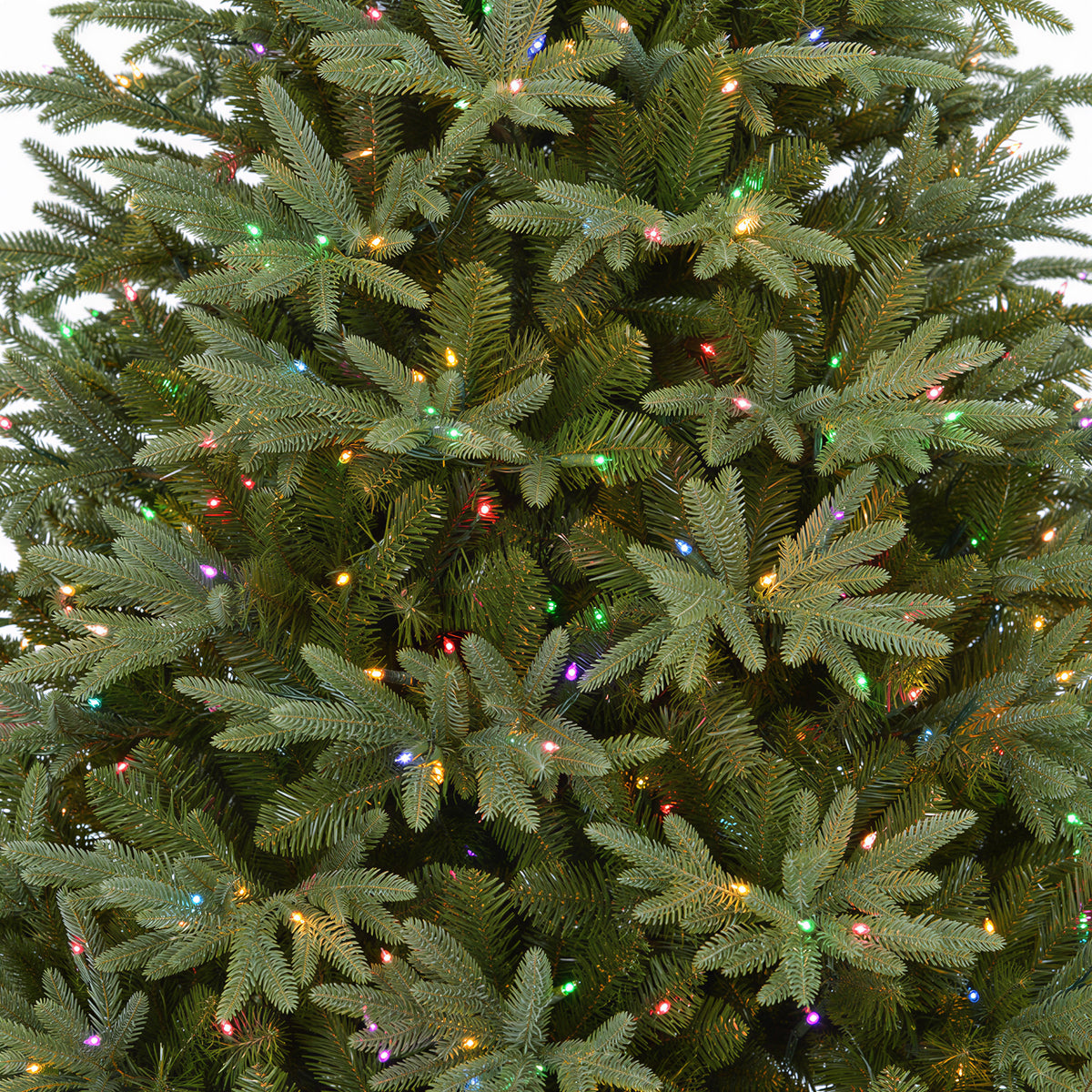Grand Fraser Fir Christmas Tree