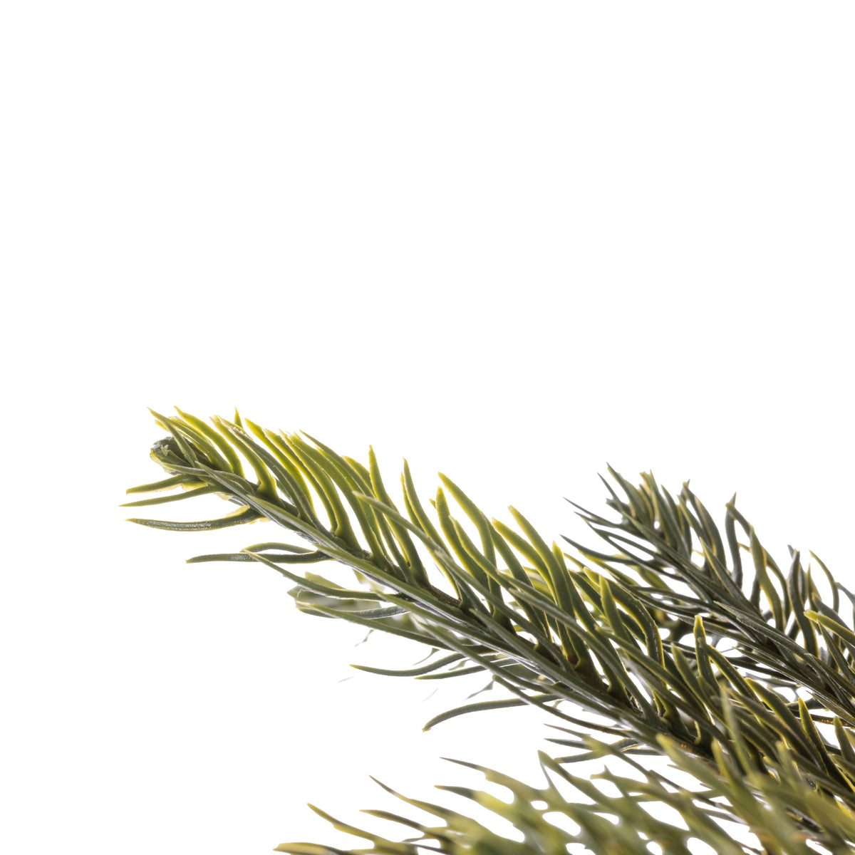 King Pine Pencil Christmas Tree