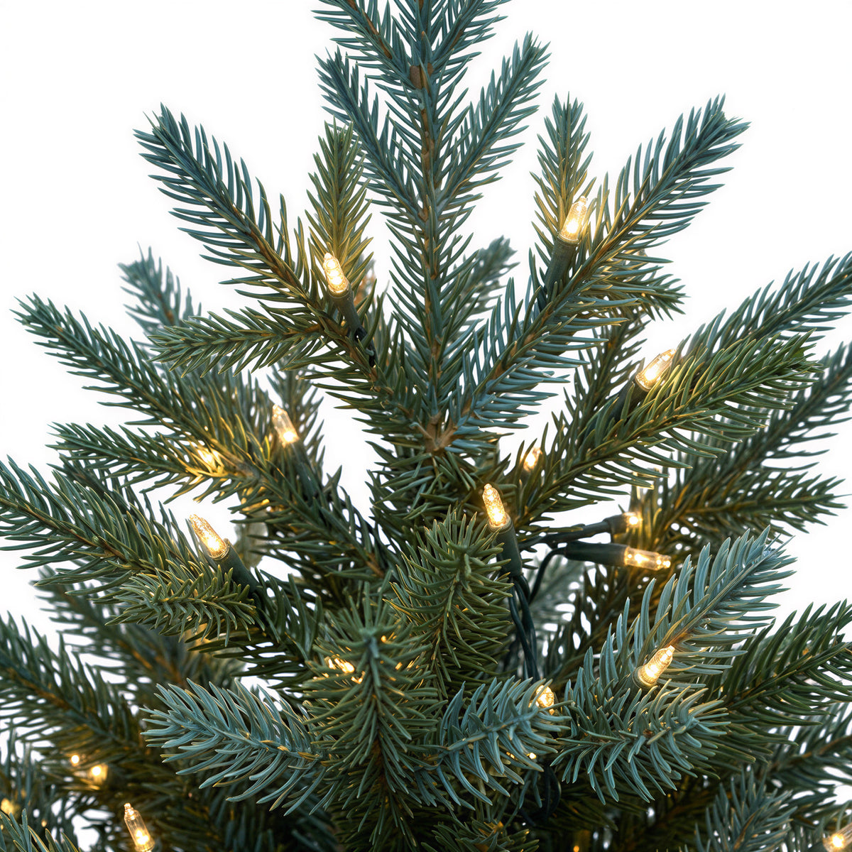 Carolina Fraser Christmas Tree