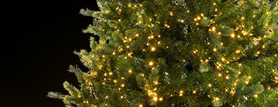 Christmas Trees