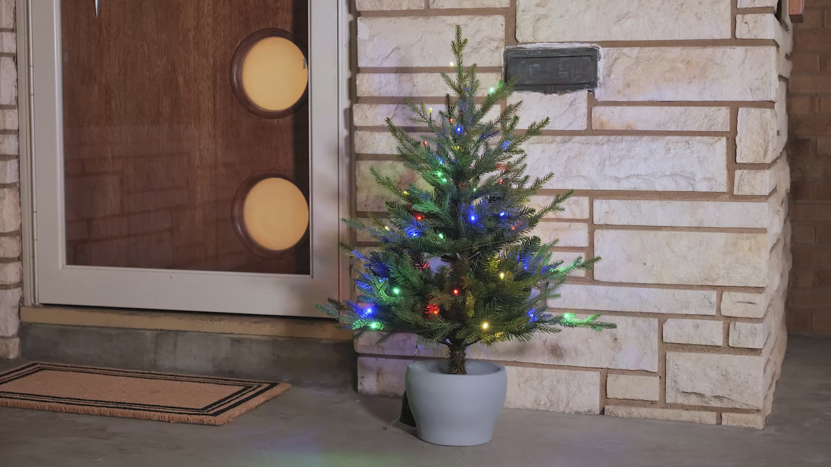 Load video: Potted Fraser Fir Christmas Tree